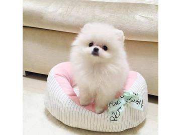 Pomeranian Welpen (Reinrassig) mit Papie