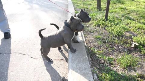 Weihnachten Pitbull-Welpen