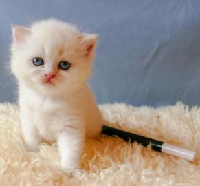 BabyKatze sch�n gezeichnet