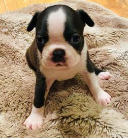 reg sch?ne Boston Terrier
