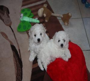 Wundersch�ne Bichon Frise Welpen mit Pap