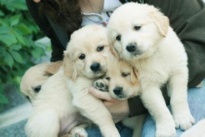 Golden Retriever Welpen