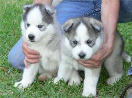 Husky welpen