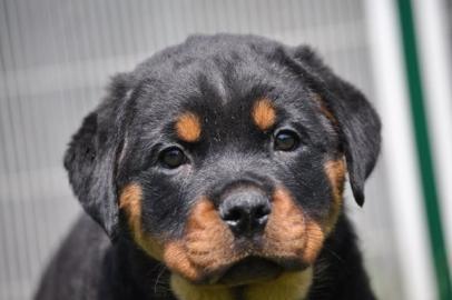 Reinrassiges Rottweiler welpen