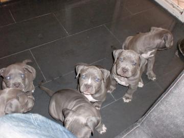 pitbull blua line  Welpen!