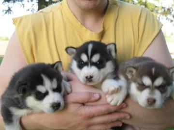 Mini pomsky Welpen auf der Suche nach ei
