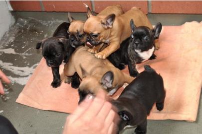 Franz. Bulldoggen Welpen mit Papieren!