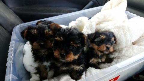 Yorkshire Terrier zum Verkauf