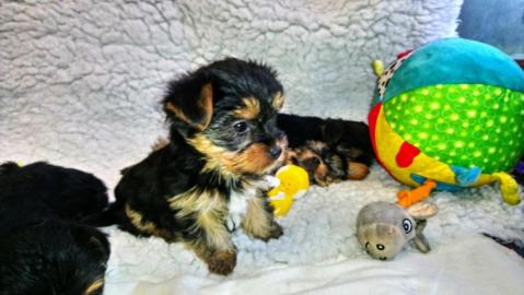 Yorkshire Terrier zum Verkauf
