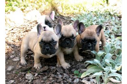Franz�sische Bulldogge /R�de mit Papiere
