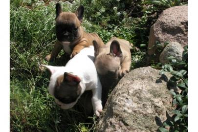 Franz�sische Bulldogge /R�de mit Papiere