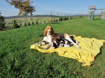 Wundersch�ne Welpen Schweizer Laufhund
