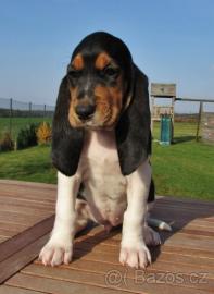 Wundersch�ne Welpen Schweizer Laufhund