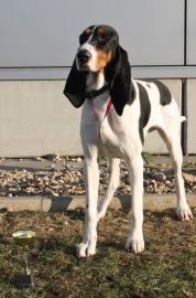 Wundersch�ne Welpen Schweizer Laufhund