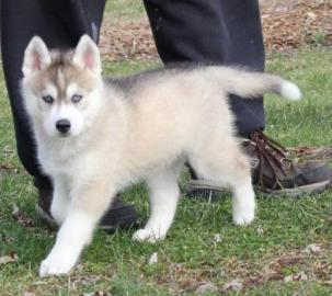 ausgefallen sch�ne Husky - Welpen