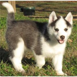 ausgefallen sch�ne Husky - Welpen