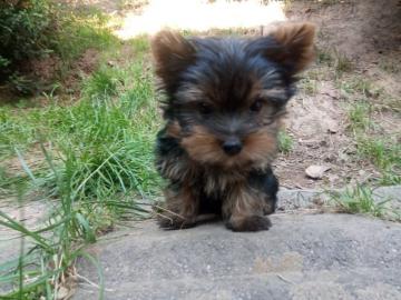 Mini Yorkshire Terrier Welpen R�de & Wei