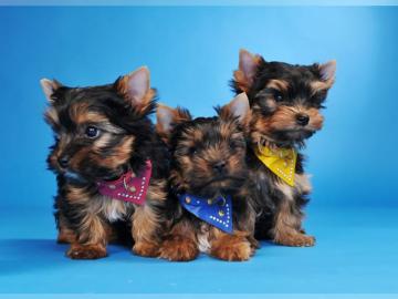 Yorkshire-Terrier Welpen