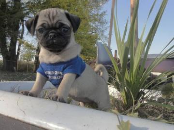 S��e Mops Welpen
