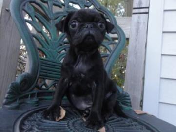 S��e Mops Welpen