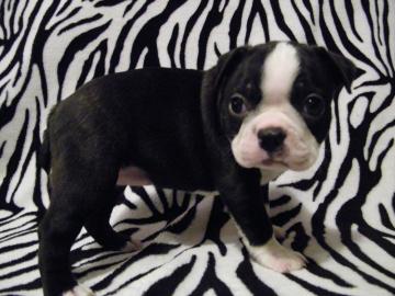 Boston Terrier Welpen vom Weltsieger