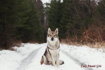 Tschechoslowakischer Wolfshund Welpen