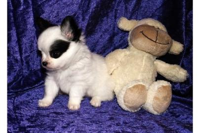 ** S��e Chihuahua Welpen suchen ein lieb
