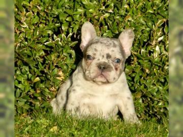 Franz?sische Bulldogge Welpe H?ndin Blau