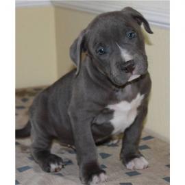 Pitbull Blueline Blue line Welpen
