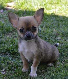 Liebevolle Erh?ltlich Mini-Chihuahua-Wel