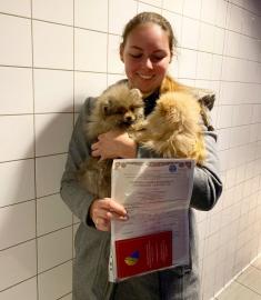 Jovial Teacup Pomeranian Pups Verf?gbar