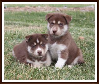 registriert Siberian Husky Welpen zur Ve