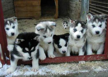 registriert Siberian Husky Welpen zur Ve