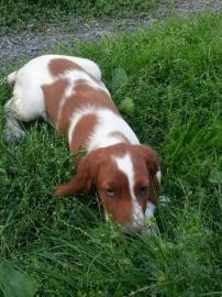 Irish Red and White Setter WELPEN