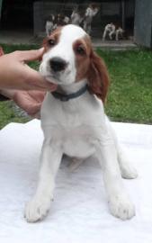 Irish Red and White Setter WELPEN