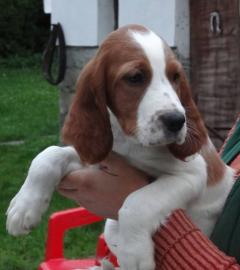 Irish Red and White Setter WELPEN