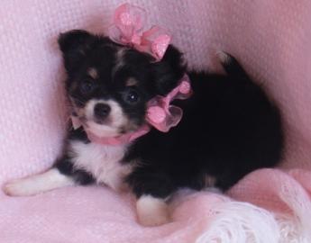 S��e Kleine MINI Chihuahua Welpen in Lan