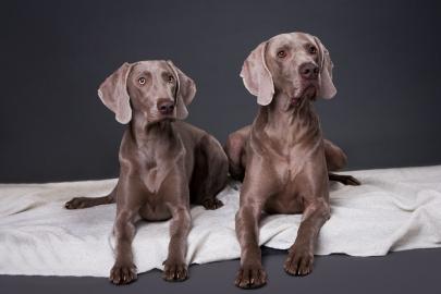 Weimaraner Welpen - Ahnentafel vom FCI