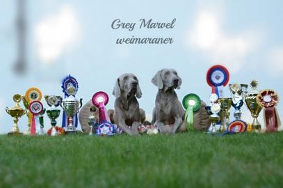 Weimaraner Welpen - Ahnentafel vom FCI