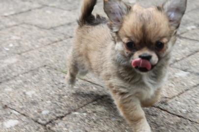 Chihuahua Girl mit Charme-Offensive