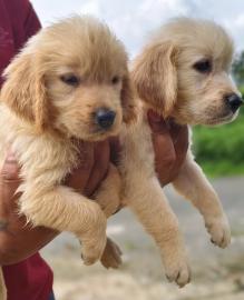Wundersch�ne Golden retriever welpen s��