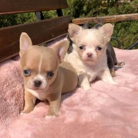 Chihuahuas sehr guter