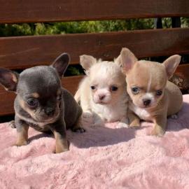 Chihuahuas sehr guter
