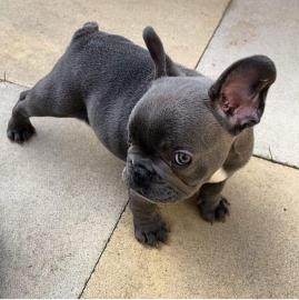 franzsische bulldogge welpen zum verkau