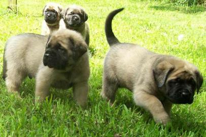 Alte englische Mastiff Welpen 199 eur