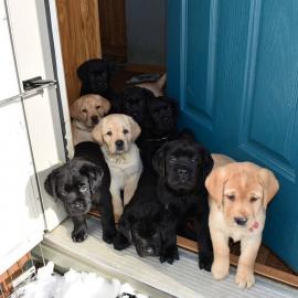 Labradorwelpe sucht neuen Welpen