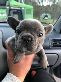 Sch�n perfekter franz�sischer Bulldoggen