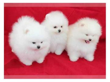 Zwergspitz Pomeranian Welpen Wir bieten