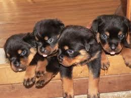 niedliche Rottweiler Welpen