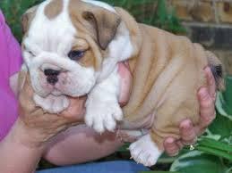 Reinrassige Mini Englische Bulldogge Wel